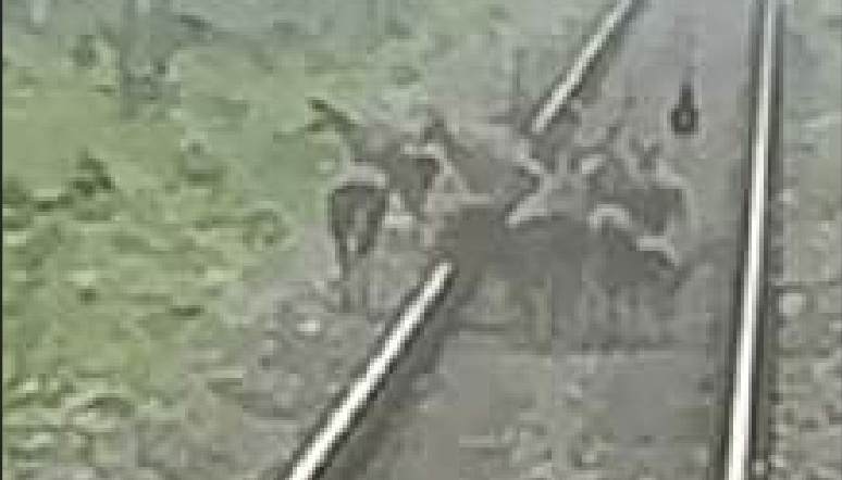Train Driver Saves Deer Herd on Chalsa-Nagarakota Route