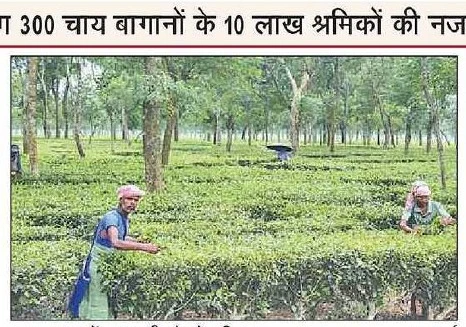 North Bengal Tea Garden Workers Demand 20 Percent Bonus