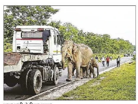 Wild Elephants Create Traffic Danger in Numaligarh