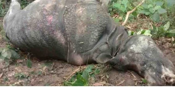 Female Rhino Dies After Entering Residential Area in Falakata