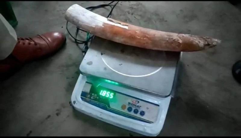 Assam Police Arrest Two Traffickers With Elephant Ivory