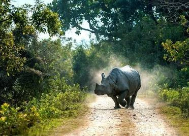 Assam Proposes Reducing Kaziranga Buffer Zone to 1 Kilometer
