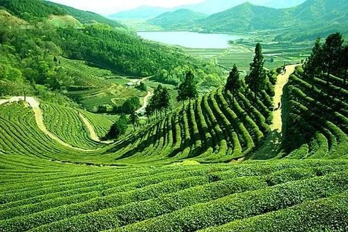 Small Tea Growers in Siliguri Face Severe Economic Crisis