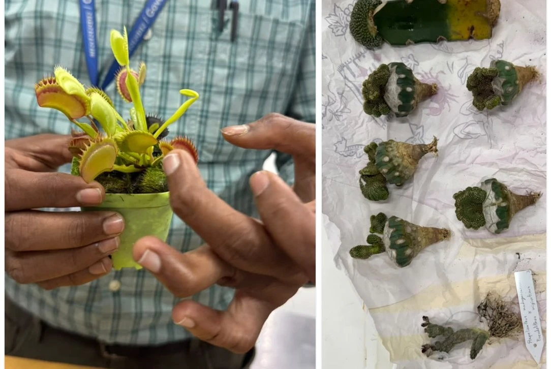 Kolkata Customs Seizes Illegal Plants Worth Crores