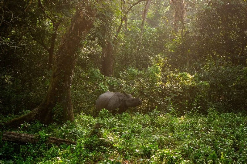 Arunachal Village Protects Forest