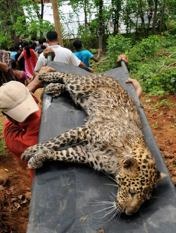 Wild Leopard Tranquilized After Attacking Laborer in Assam