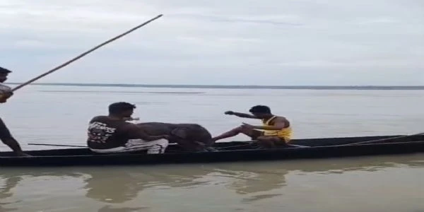 Fishermen Save Baby Elephant From Teesta River