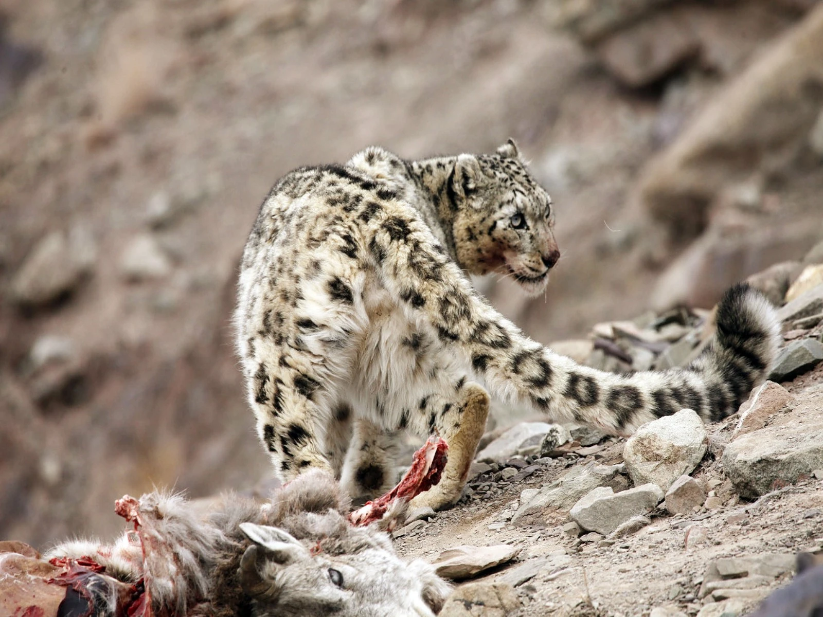India Records 718 Snow Leopards In First Major Survey