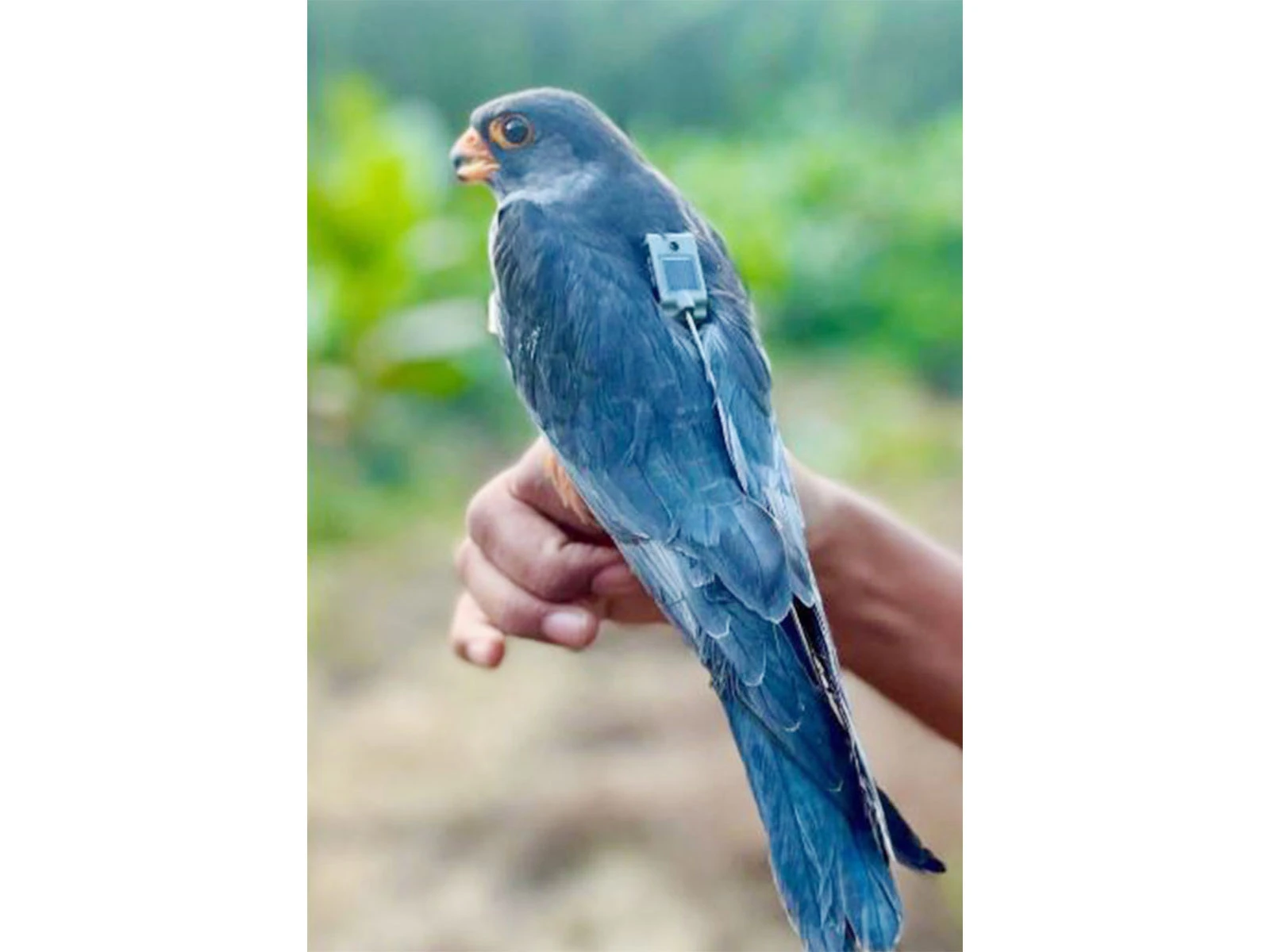 Amur Falcons Apapang And Alang Return To Manipur