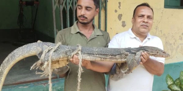 Injured Water Monitor Lizard Rescued in North Dinajpur