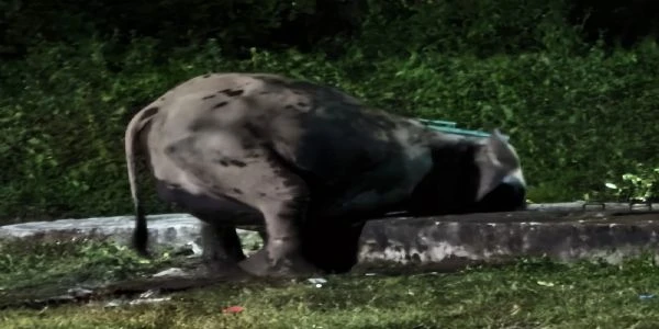 Army and forest teams rescue baby elephant in Siliguri